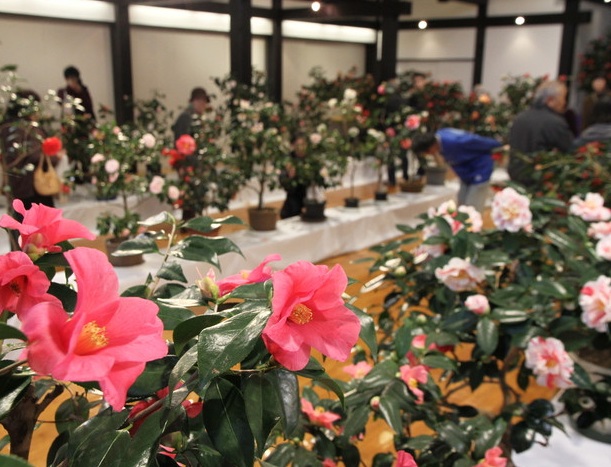 いのくち椿まつりと伝承料理