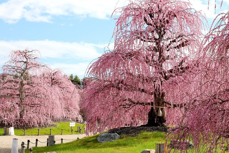 【日程未定】前代未聞？お日にちミステリー
