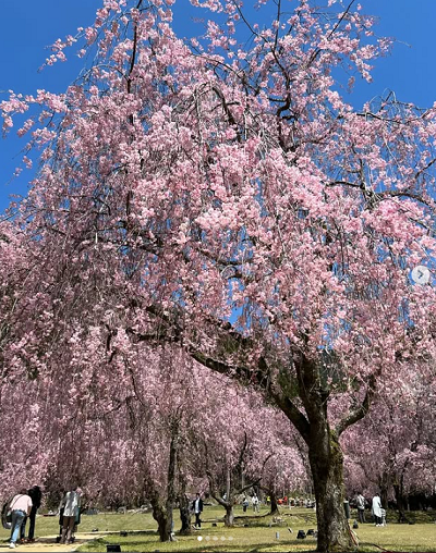 竹田のしだれ桜と養浩館の選べるランチとハピジャンdeいいじゃん